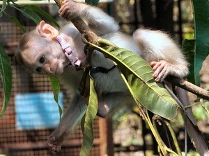 One of the monkeys who met Kalpana