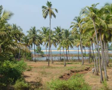 Goa Beach Hut Palolem